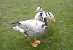 综艺吃瓜鸭,揭秘娱乐圈幕后故事