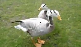 综艺吃瓜鸭,揭秘娱乐圈幕后故事