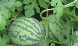 怀孕可以吃袋装瓜,袋装瓜果，营养美味两不误