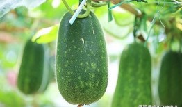 吃瓜少女爱吃瓜,吃瓜少女的瓜田奇遇记