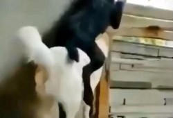 宠物当吃瓜群众,揭秘萌宠们的八卦生活