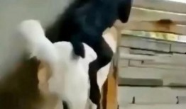 宠物当吃瓜群众,揭秘萌宠们的八卦生活