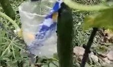 日照吃瓜事件视频真实,一场引发热议的街头冲突