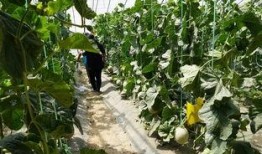 文水视频吃瓜,真相与争议