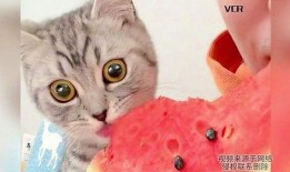 猫会不会吃瓜,揭秘猫咪对瓜的喜好与禁忌