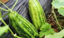 吃瓜不好不吃瓜什么意思