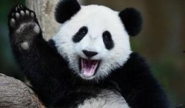 熊猫吃瓜群众视频,揭秘萌宠的娱乐生活