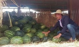 昆明吃瓜,探寻这座城市的“吃瓜”风情