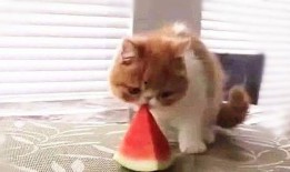 吃瓜小猫,揭秘娱乐圈那些不为人知的幕后故事