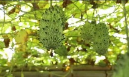 带你吃瓜奇葩水果视频,带你探索带你吃，带你领略水果界的奇幻之旅