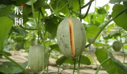 山东高速吃瓜,揭秘背后真相与争议