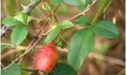 媛子吃瓜,揭秘娱乐圈幕后故事