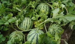 瓠瓜主干能不能留瓜吃,瓠瓜主干留瓜食用价值探讨