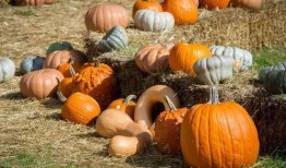 华县吃瓜,探寻“吃瓜”背后的文化韵味