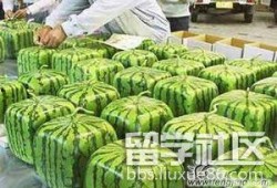 留学时吃瓜,留学生活趣事大盘点