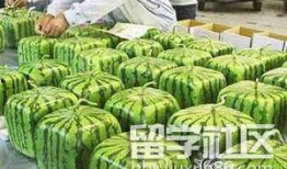 留学时吃瓜,留学生活趣事大盘点