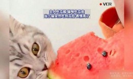 猫会不会吃瓜,揭秘猫咪对瓜的喜好与禁忌