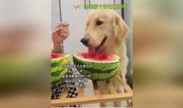 给狗吃小瓜,小瓜美食大揭秘