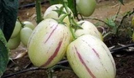 带你吃瓜奇葩水果视频,带你探索带你吃，带你领略水果界的奇幻之旅