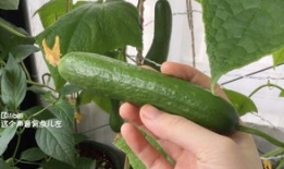 梦见摘双瓜吃瓜果,摘双瓜吃瓜果的奇幻之旅