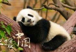 熊猫吃瓜群众视频,揭秘萌宠的娱乐生活