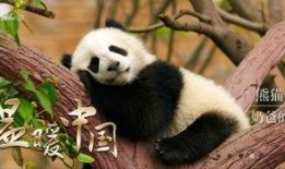 熊猫吃瓜群众视频,揭秘萌宠的娱乐生活