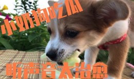 给狗吃小瓜,小瓜美食大揭秘