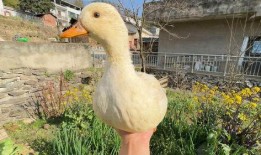 柯尔鸭吃瓜泥,柯尔鸭的瓜泥美食之旅