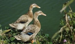 柯尔鸭吃瓜泥,柯尔鸭的瓜泥美食之旅