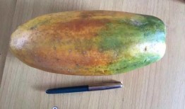 苗老师吃瓜,揭秘娱乐圈幕后故事