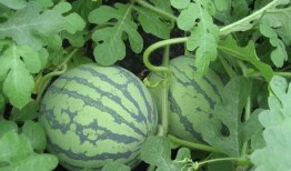 郝妹子吃瓜,揭秘娱乐圈幕后故事