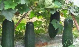 水磨沟吃瓜,畅享清凉夏日时光