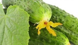 春吃芽夏吃瓜的作用