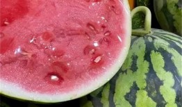 每天都吃麒麟瓜好吗,健康生活新选择