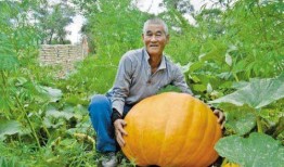 胃疼吃小瓜,轻松缓解胃痛的天然良方