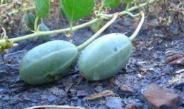 大瓜叶可以吃吗怎么吃,大瓜叶的食用方法与营养价值揭秘