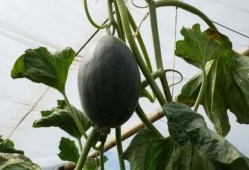 汾阳吃瓜喊姐夫,喊姐夫成为年度热词