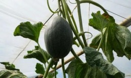 汾阳吃瓜喊姐夫,喊姐夫成为年度热词