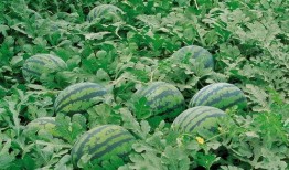 梦见种花喝酒吃花生瓜,种花、饮酒、花生瓜的奇幻之旅