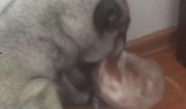 狐狸吃瓜绘画,一场森林里的趣味冒险