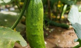 吃瓜得功德,功德无量