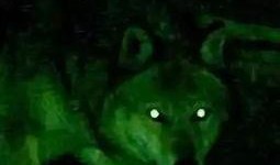 吃瓜躺赢末世,吃瓜躺赢，躺赢吃瓜的生存法则