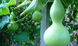 短蒲瓜怎样吃,探索家常美味新选择