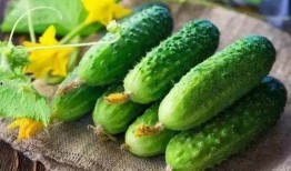 春吃芽夏吃瓜的作用