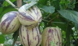 茄瓜喂奶可吃吗,探究其安全性及营养价值