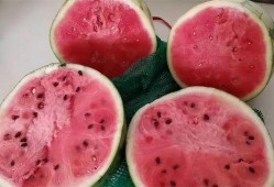 每天都吃麒麟瓜好吗,健康生活新选择