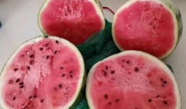 每天都吃麒麟瓜好吗,健康生活新选择