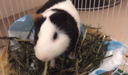 豚鼠吃哈密瓜不,豚鼠食用哈密瓜的奇妙体验