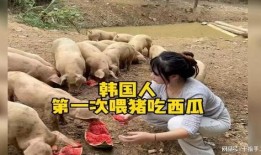 猪吃瓜好吗,揭秘猪的饮食习惯与健康益处