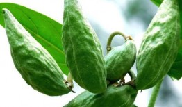 声控吃牛角瓜,解锁牛角瓜的神秘美味之旅